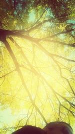 Low angle view of trees against sky