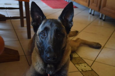 Close-up portrait of dog at home