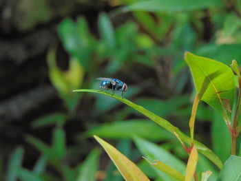 Close-up of damselfly on plant