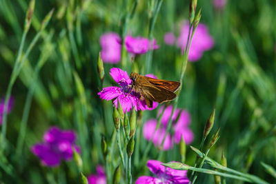 Small skipper butterfly - thymelicus sylvestris on maiden pink flower