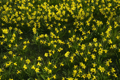 Full frame shot of yellow flowers