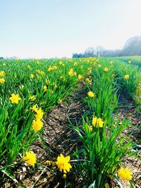 Yellow flowers growing on field