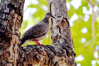 Low angle view of bird perching on tree trunk