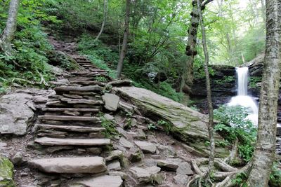 Scenic view of waterfall in forest