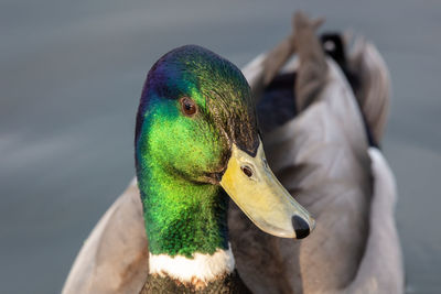 Close-up of a mallard duck against blurred background