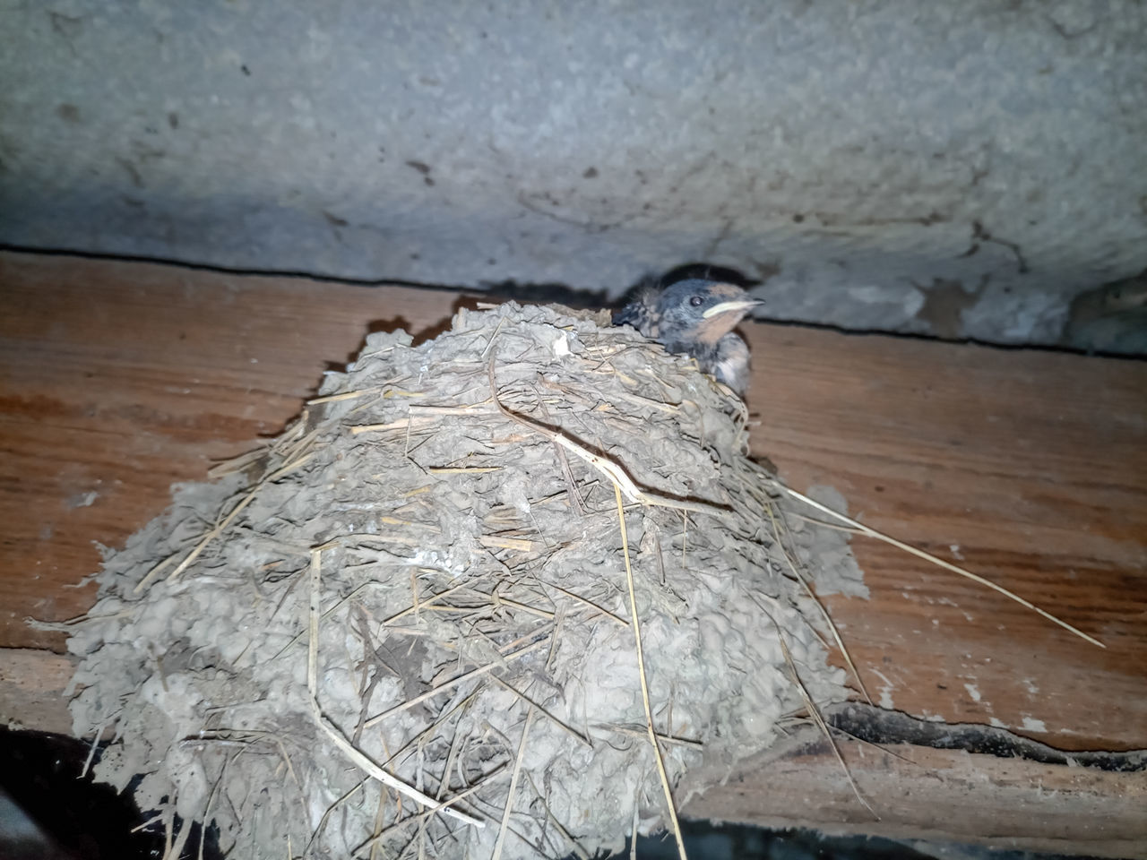 HIGH ANGLE VIEW OF BIRD ON WALL