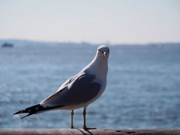 Close-up of bird perching on beach against sky