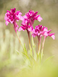 Close-up of pink flowering plant