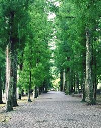 Footpath amidst trees in forest