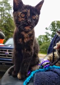 Portrait of cat sitting outdoors