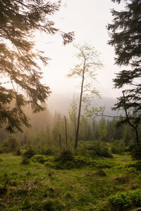 Trees in forest against sky