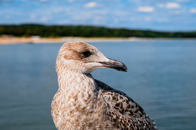 Close-up of seagull on a lake