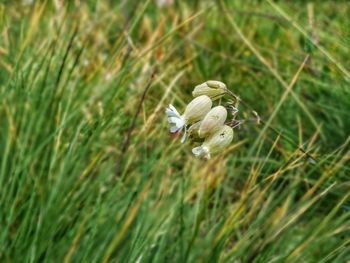 Close-up of white flowering plant