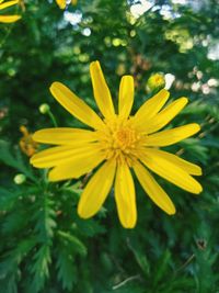 Close-up of yellow flowering plant