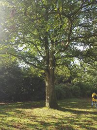 Trees on field