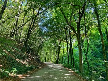 Empty road along trees in forest