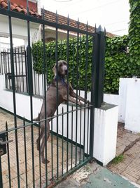 Dog on railing