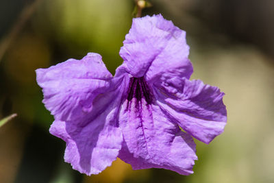 Close-up of purple iris flower