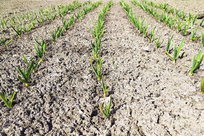 Plants growing on field