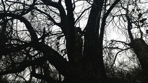 Low angle view of bare trees against sky