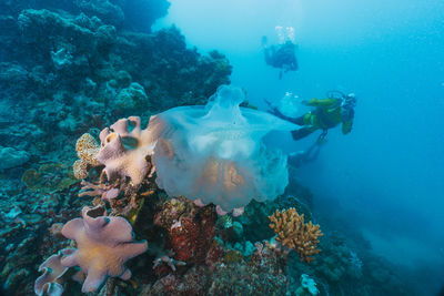 A jellyfish is floating in the ocean near a group of divers. 