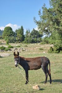 Horse standing in a field