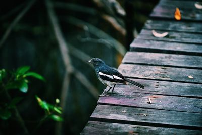 Close-up of bird perching on wood