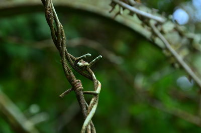 Close-up of lizard on branch