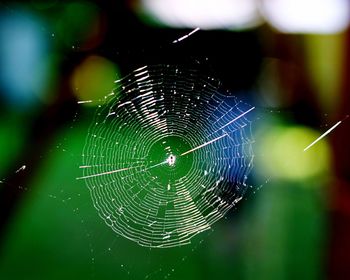 Close-up of spider web