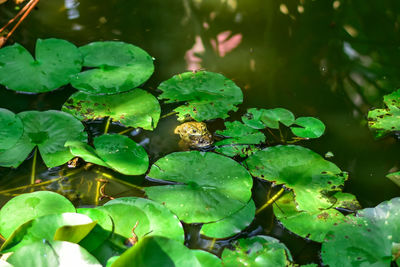 High angle view of green leaves