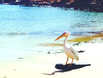 Swan swimming in lake