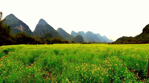 Scenic view of agricultural field against clear sky