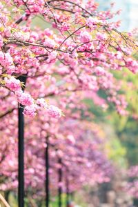 Close-up of pink cherry blossoms in spring