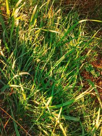 High angle view of grass on field