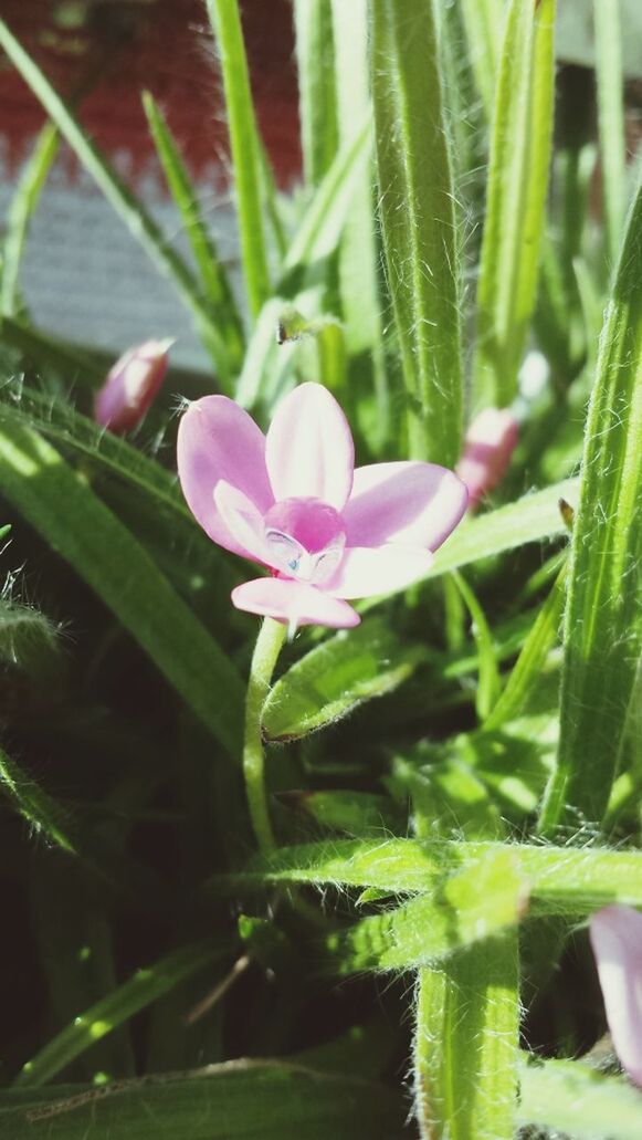 flower, freshness, growth, fragility, petal, plant, flower head, leaf, beauty in nature, green color, close-up, nature, focus on foreground, blooming, stem, single flower, bud, purple, in bloom, pink color