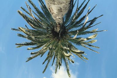 Low angle view of plant against sky