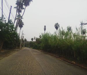 Empty road along trees