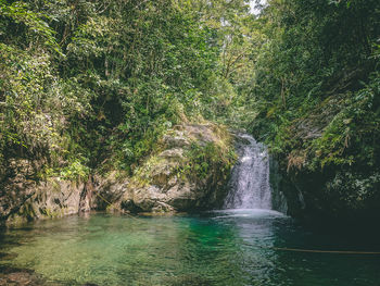 Scenic view of waterfall in forest