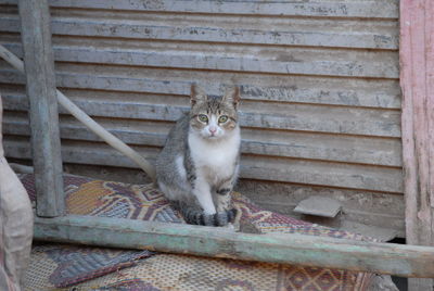 Cat living in street of aswan, egypt