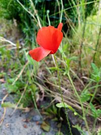 Close-up of red flowers