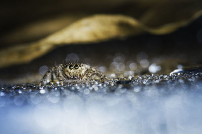 Close-up of spider on water