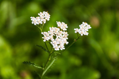 Close-up of fresh white flowers blooming outdoors