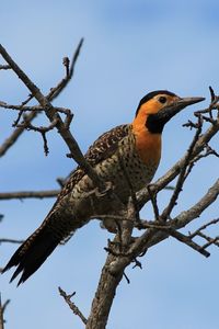 Low angle view of bird perching on tree against sky