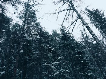 Low angle view of trees in forest against sky