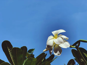 Low angle view of blue flowering plant against sky