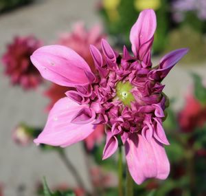 Close-up of pink flowering plant in park