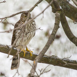 Close-up of eagle perching on tree