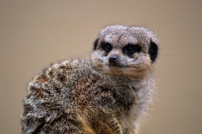 Close-up of meerkat looking away