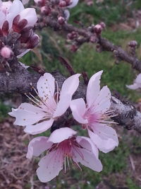 Close-up of flowers