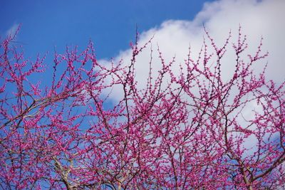 Low angle view of redbud blossoms against sky